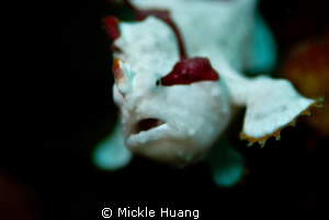 I CAN FLY !
Juvenile Frogfish
Northeast Coast Taiwan by Mickle Huang 